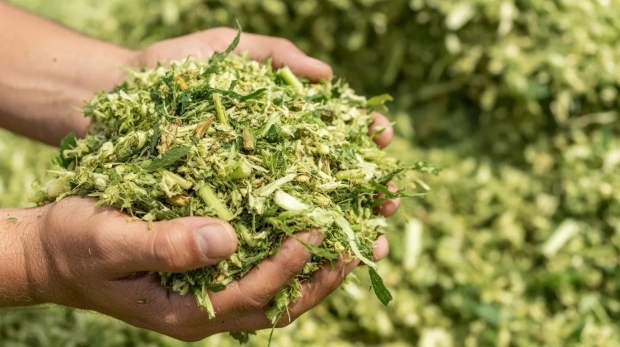 Materia seca (MS01) - Alimentos, insumos, material vegetal