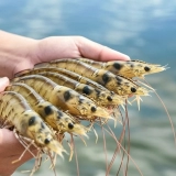 64. Otro Biometria Organismos Acuaticos